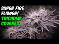 BEST FLOWER WE GREW ON THE CHANNEL!!! Jumanji Harvest