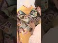帯結び【超お急ぎver】#shorts #成人式
