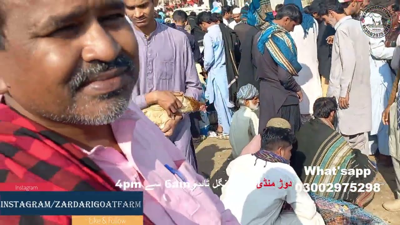 Daur Birds market biggests birds kala teetar market 2022