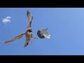 Дождь и снег не останавливает Сапсана атакует голубей!!! Falcon Peregrinus Attack Pigeons!!!