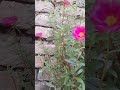 #love #flowers#f#nature#shorts #short #viralvideo