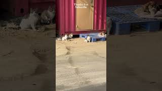 cats#cat #videos #cute