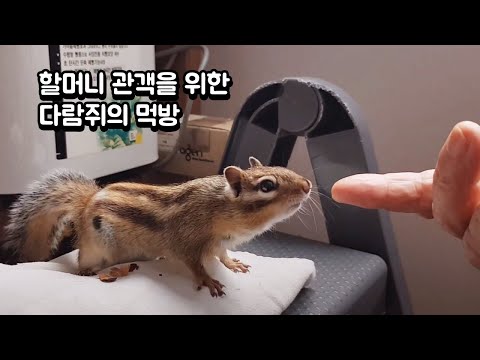 할머니 관객을 <strong>위한</strong> 다람쥐의 <strong>먹방</strong>