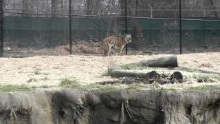Tiger Goes Potty LOL