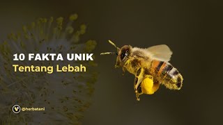 10 Fakta Unik Tentang Lebah Yang Mungkin Belum Kamu Tahu!