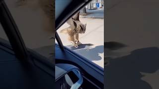 owl lands kick flip
