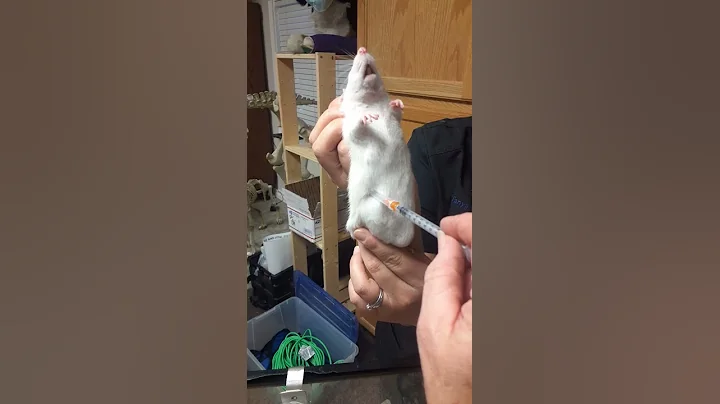 rat restraint for IP injection