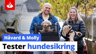 Hundering I Bil Hva Bør Du Velge?