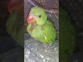 Aaj tak.. #parrot #talkingparot #birds #shorts #youtubeshorts #shortsfeed #parrotvideo #parrotlovers