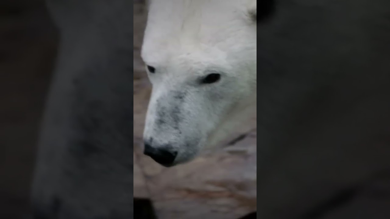 Film backdrop image for Leif Erikson: Discovering America and Fighting Polar Bears (2023)