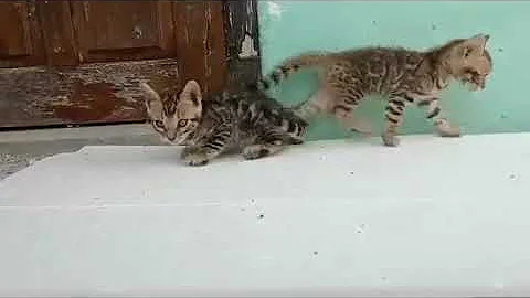 Video 2716221: cute bengal kitten playing, kitten cutekitten