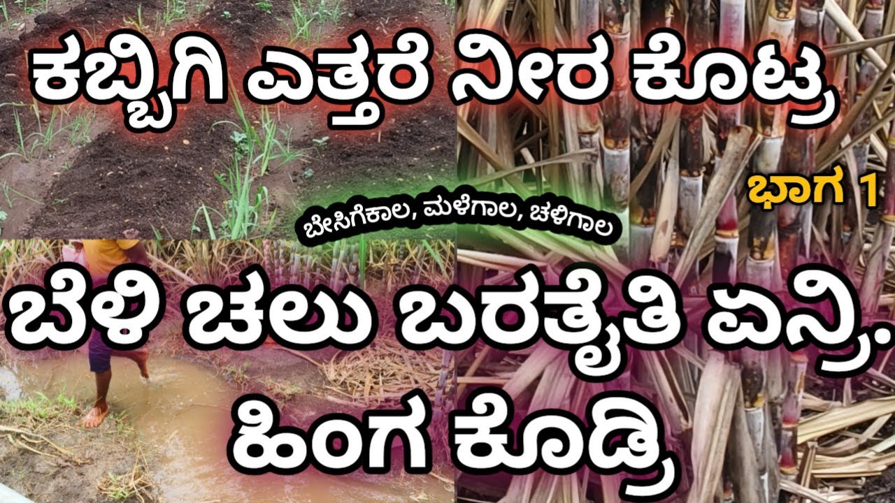 ಭಾಗ 1..ಕಬ್ಬಿಗಿ ಎತ್ತರೆ ನೀರ ಕೊಟ್ರ ಬೆಳಿ ಚಲು ಬರತೈತಿ ಏನ್ರಿ, ಹಿಂಗ ಕೊಡಬೇಕ ನೋಡ್ರಿ.
