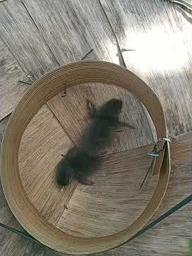 suara anak burung Ruak-Ruak