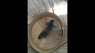 suara anak burung Ruak-Ruak