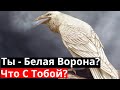 Ты - Белая Ворона? Что с Тобой? Почему не Пьешь?