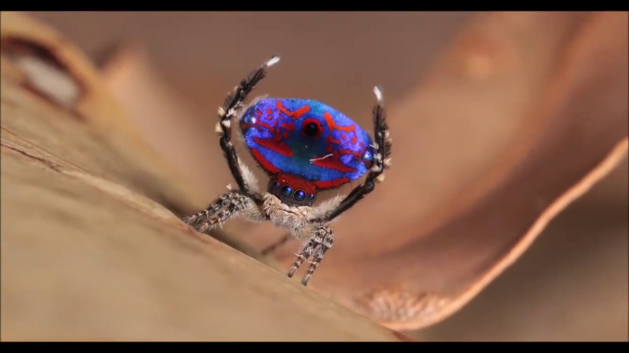 Maratus madelineae, Western Australia