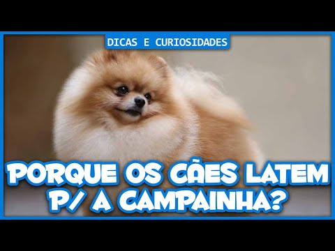 Vídeo: Por que os cães lamber telhas de assoalho?