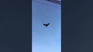 Walet Super Nyangkut