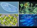 Observation of Pond water for the presence of Micro-Organisms