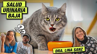 ¿Tu GATO tiene PROBLEMAS URINARIOS? Una experta resuelve TODAS tus dudas😺 LA GATERÍA TV by La Gatería TV 4,823 views 1 year ago 1 hour