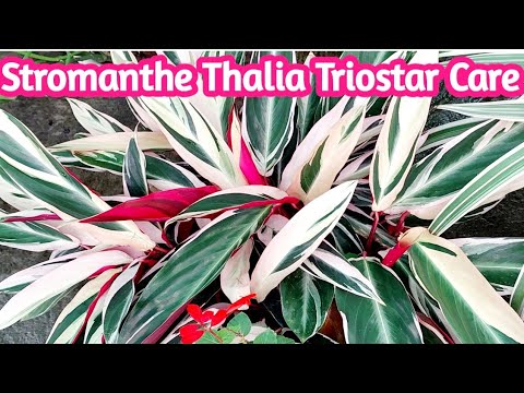 Stromanthe thalia triostar plant care | Tips to keep stromanthe triostar alive | gardening tips
