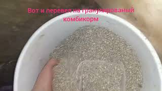 Как приучить поросят к сухому комбикорму!