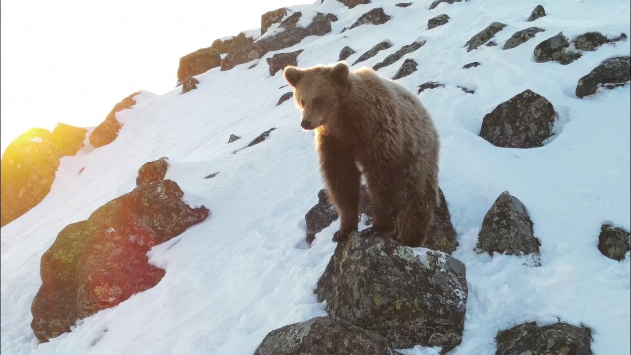 Зверек живет на Чукотке и Камчатке