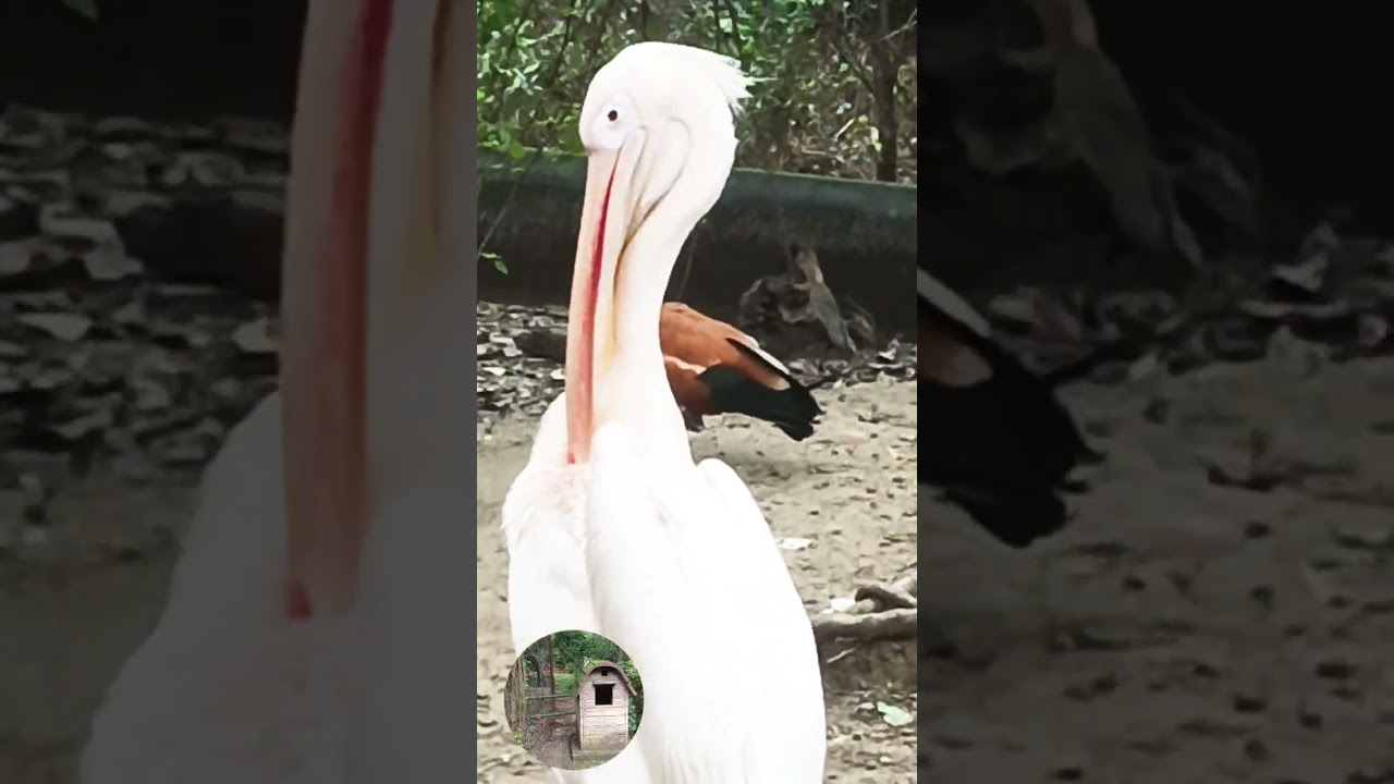 A Great White Pelican(Pelecanus onocrotalus), &  Eastern White Pelican or Rosy Pelican 