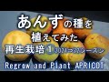 アンズ　再生栽培①　種を植えてみた　Regrow and plant apricots.
