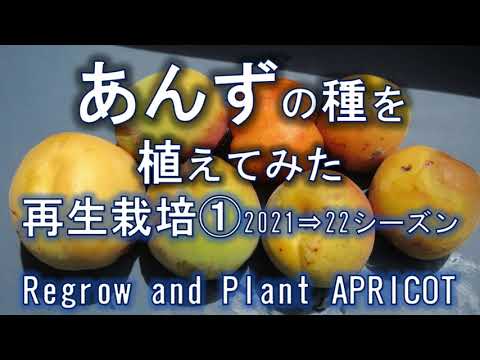 アンズ　再生栽培①　種を植えてみた　Regrow and plant apricots.