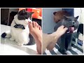 Funny Cats Reaction to Smelling Owner's Foot | Compilation 2019