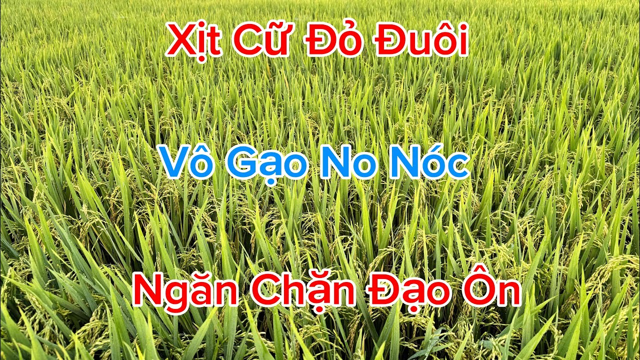 Xịt cữ đỏ đuôi, vô gạo no nóc, ngăn chặn đạo ôn