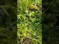 🍅🍅Tomato farming #gardening