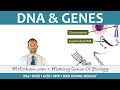 The Role of DNA in Shaping Our Unique Identity