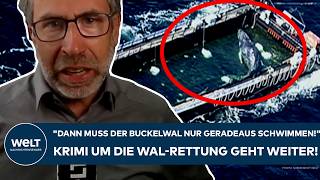 TIMMY: Krimi um die Wal-Rettung geht weiter! "Und dann muss der Buckelwal nur geradeaus schwimmen!"