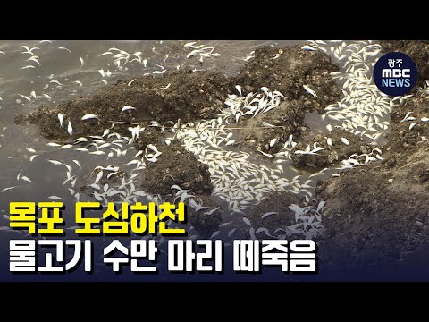 목포 도심하천 물고기 <strong>수만마리</strong> 떼죽음 (뉴스투데이 2022.8.29 광주MBC)