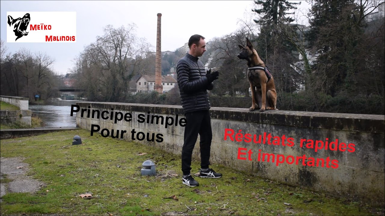 Pourquoi mon chien n'obéit pas ???