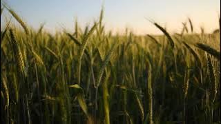 Piya Aaye Na Aashiqui 2 Full Song | #tseries