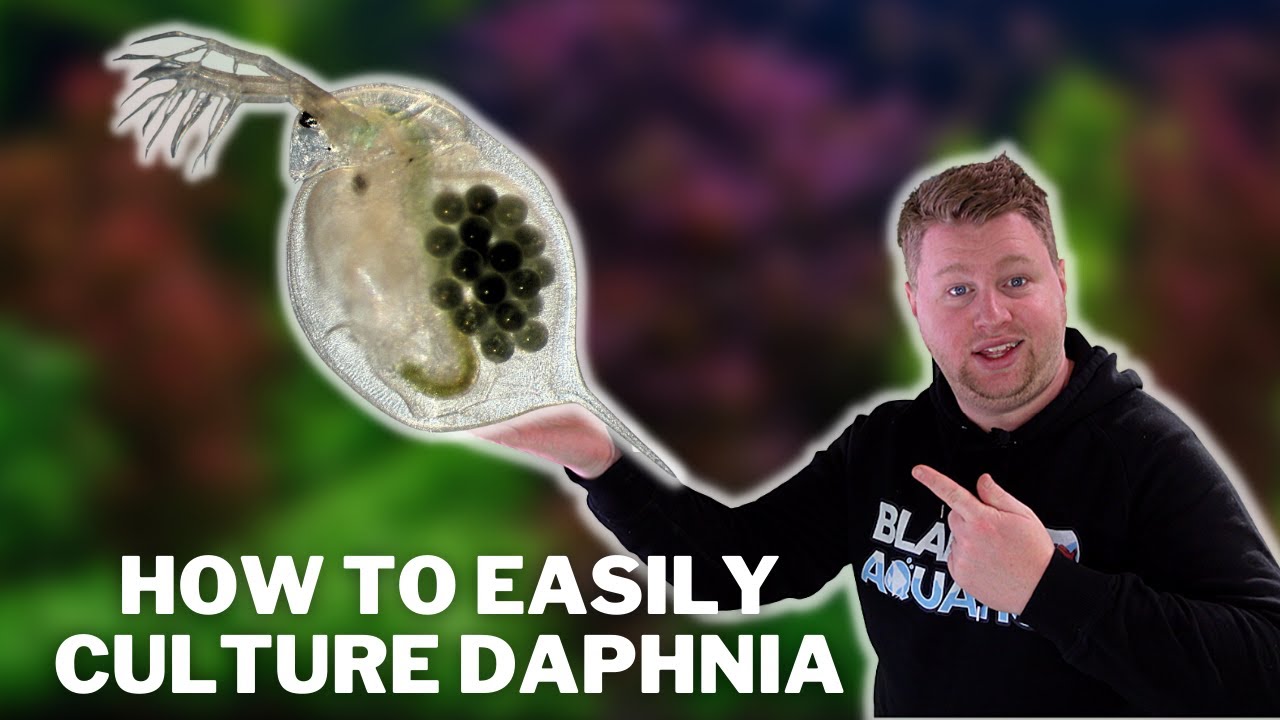 Great Live Fish Food! How to Easily Culture Daphnia / Water Fleas and