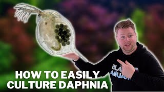 Great Live Fish Food!  How to Easily Culture Daphnia / Water Fleas and What to Avoid