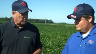 Tissue testing of your soybeans. What will you learn?
