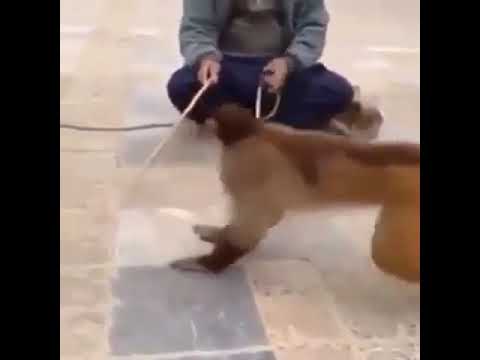 قرد يفهم عراقي 