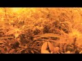 Indoor Herb Garden- Hydroponic Weed
