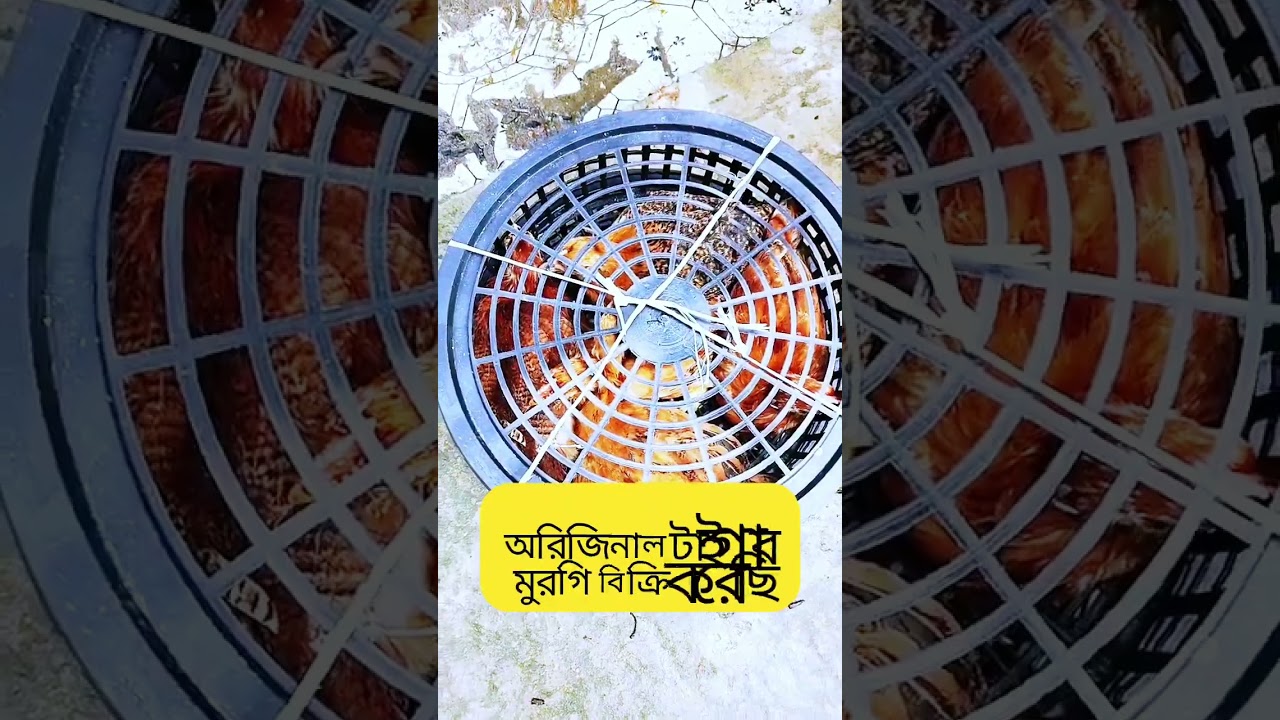 ২মাস বয়সি অরিজিনাল টাইগার মুরগি বিক্রি করা হবে, সিলেট