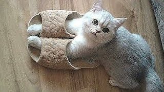 Hilarious Cats / Watch the Funny Videos and laugh by Pets and gags 3,772 views 1 year ago 10 minutes, 18 seconds