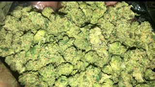 Buddah cheese smalls | Thca king 