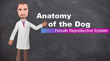 Anatomy of the Canine Female Reproductive System
