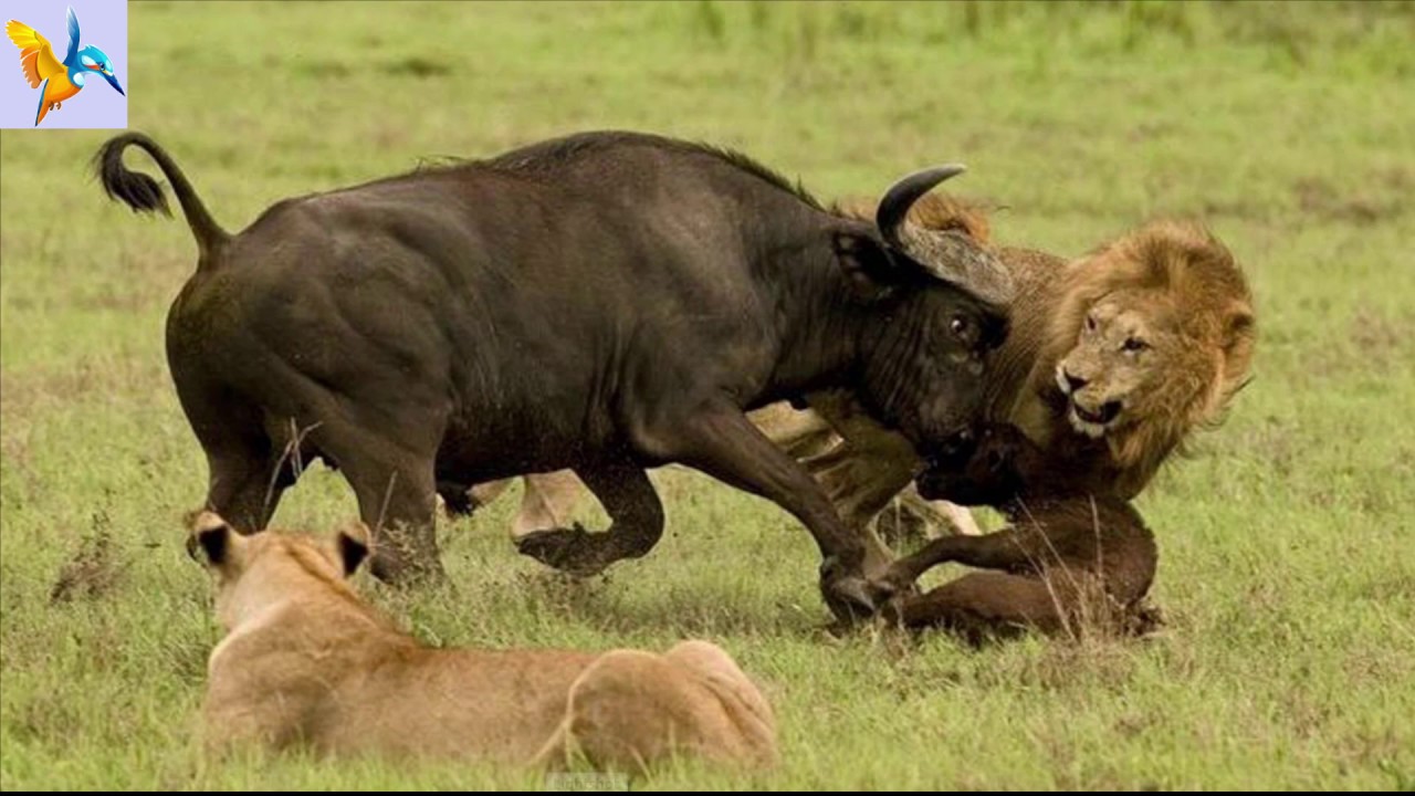 10 information about animals discovery kids channel wild animals