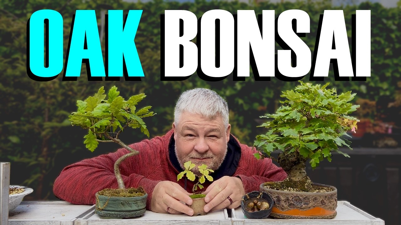 Developing Oak Bonsai (For FREE)