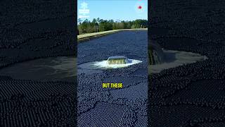 ⚫ Why Did They Drop 96 Million Black Balls Into a Lake? | Shade Balls Explained 🌍